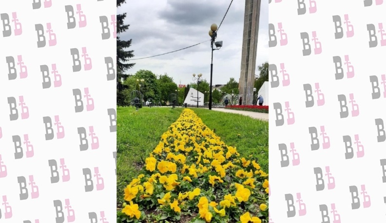 В Калуге высадили 20 тысяч виол и суфриний