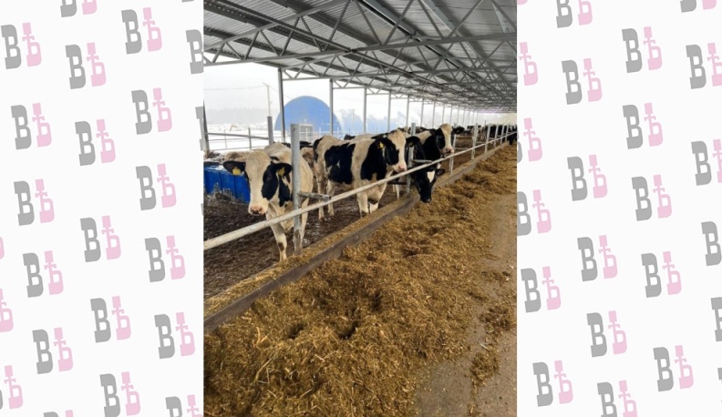 Племя нынешнее и будущее