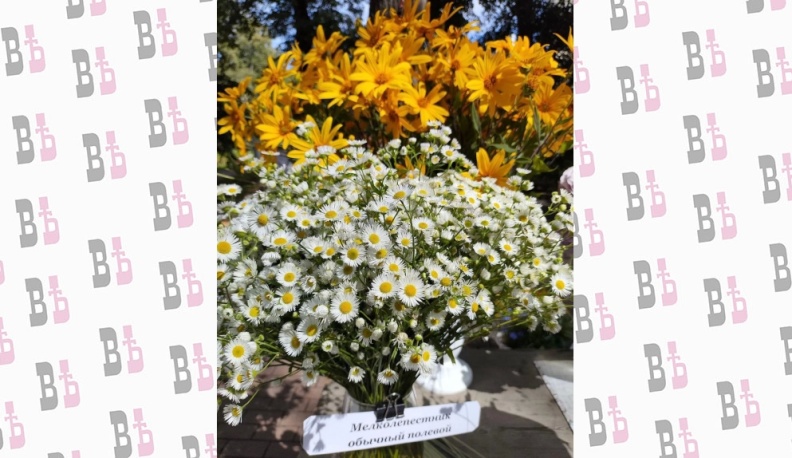 Огурец «Ухажор», «веерный» томат и арбуз в клеточку представили калужане на выставке урожайного сезона 