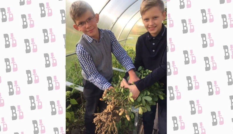 В сентябре ребята собрали неплохой урожай арахиса:  по 10-15 бобов с каждого куста. 