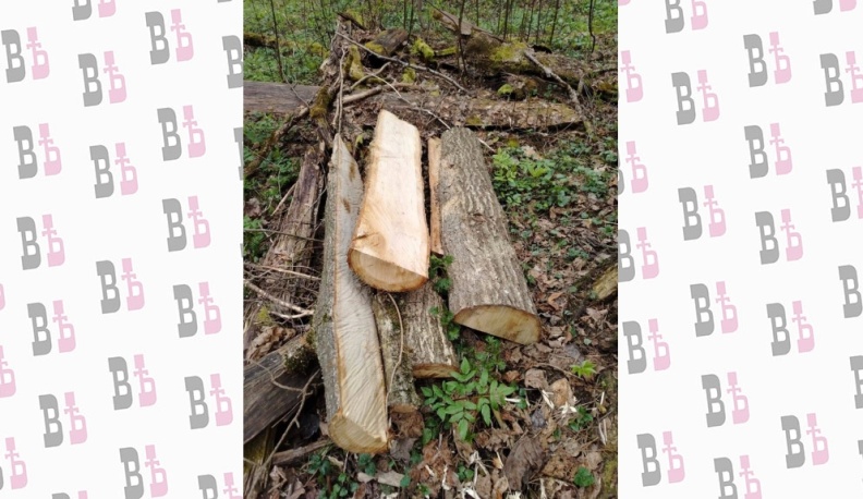 В Калужской области возбудили уголовное дело по факту вырубки дубов