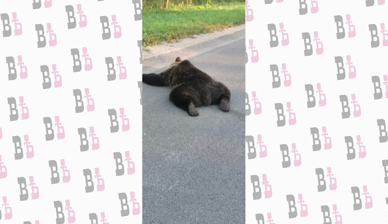 В Калужской области под колеса машины попал медведь