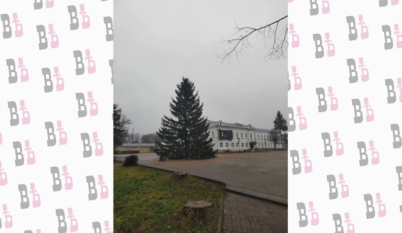 Живая ель украсила городскую площадь Мосальска