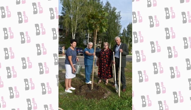 К 280-летию города в Кирове высадили аллею красных клёнов