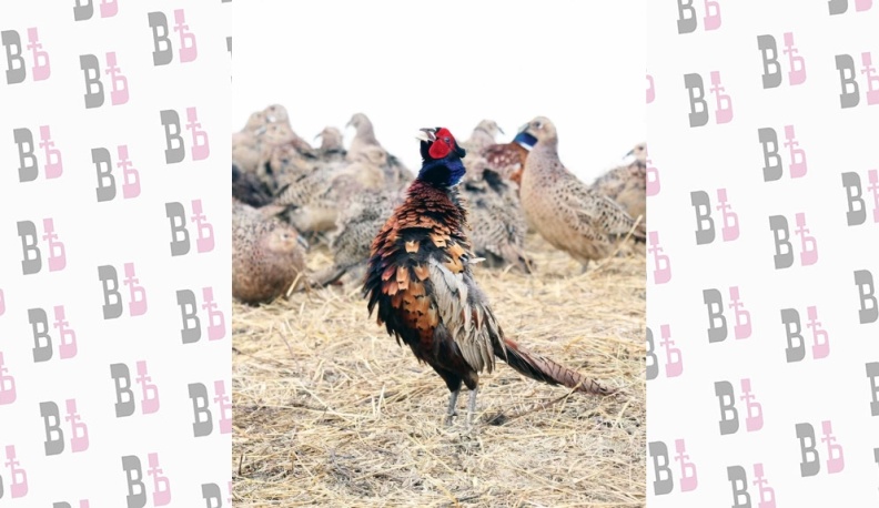 КАЖДЫЙ ОХОТНИК ЗНАЕТ, ГДЕ СИДИТ ФАЗАН