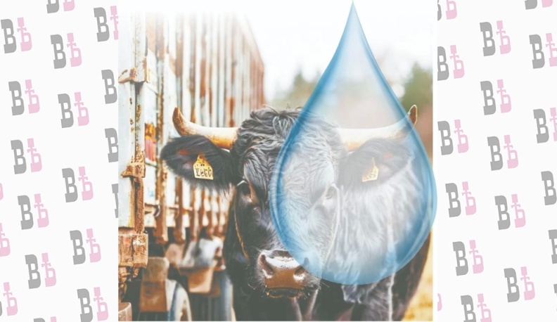 Скотовоз  с секретом