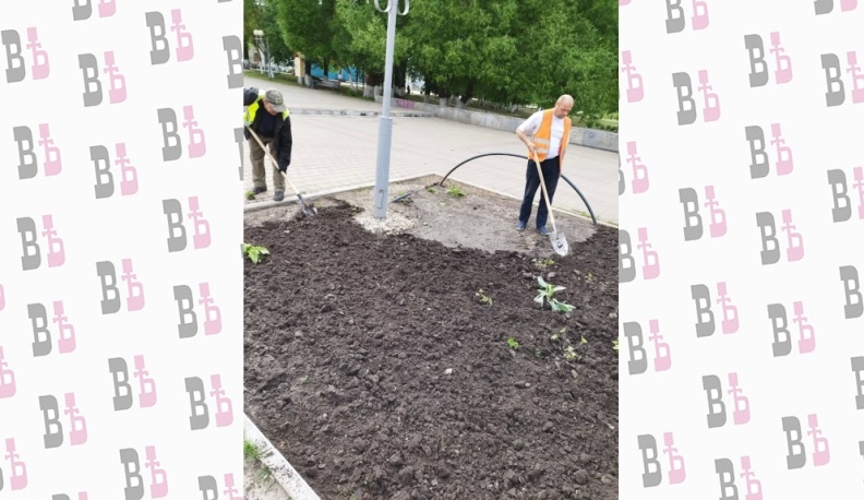 В этом году в Людинове посадят 23 тысячи цветов