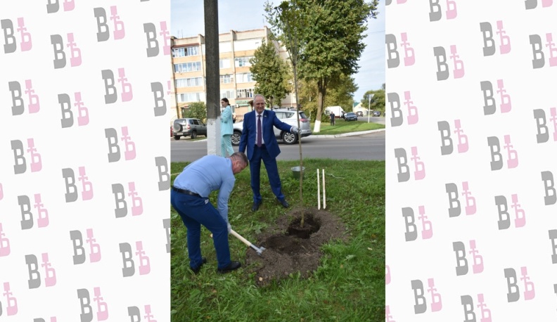 К 280-летию города в Кирове высадили аллею красных клёнов