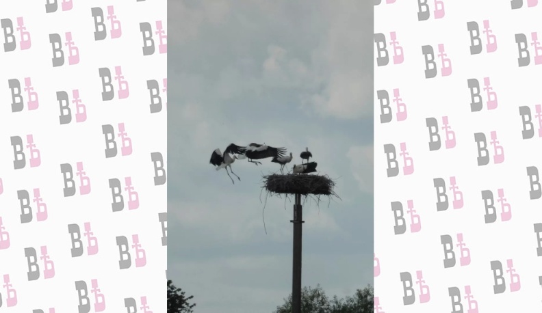 Аисты готовятся к отлету из Калужской области