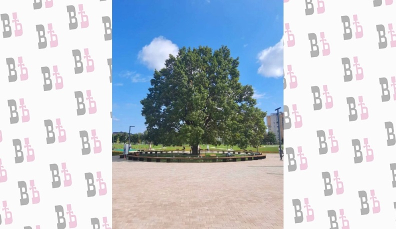 В Обнинске часть листьев дуба у Дома ученых оказалась поражена бурой пятнистостью