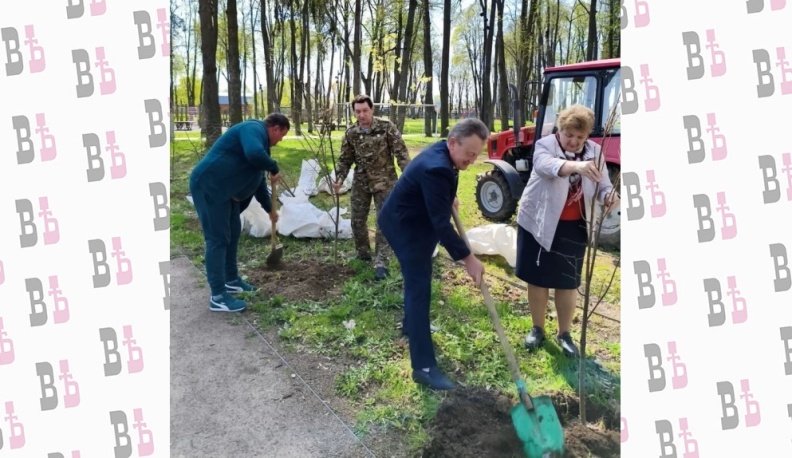 Депутаты Мещовского района высадили двадцать саженцев лип в городском парке