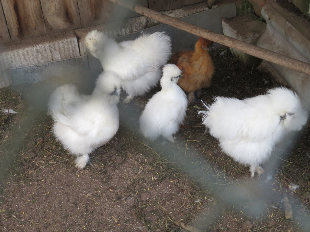 Шелковые куры Бресс-Гальской породы3.JPG