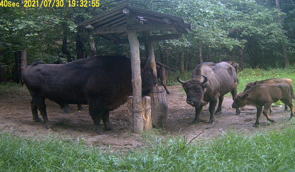 Зубры и зубрята.jpg