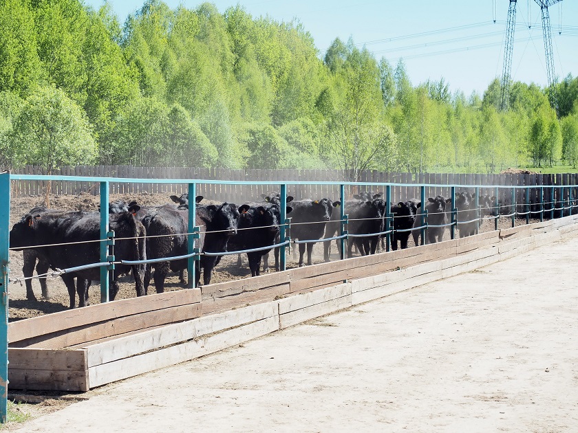 Бычки-ангусы на ферме в Ульяновском районе.jpg