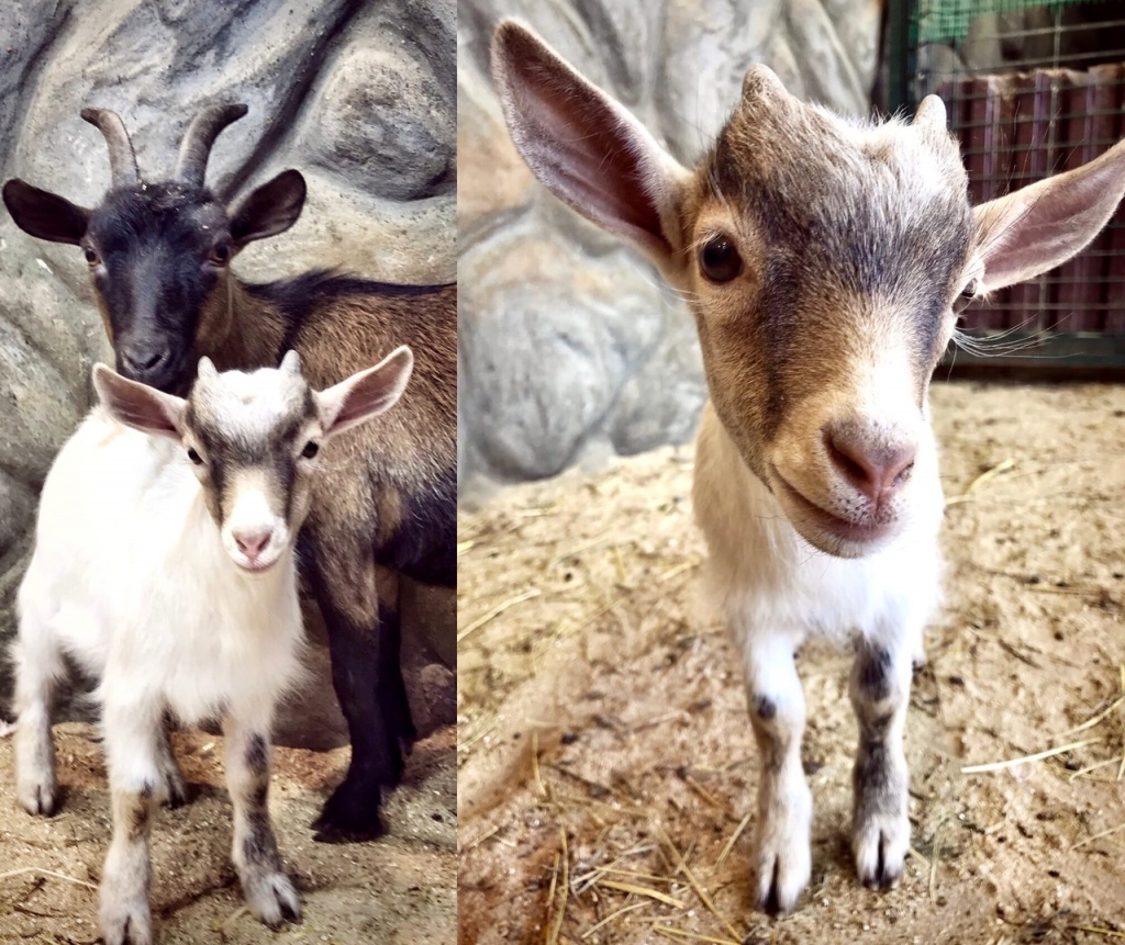 4g6Qis-5ct8.jpg 4g6Qis-5ct8.jpg