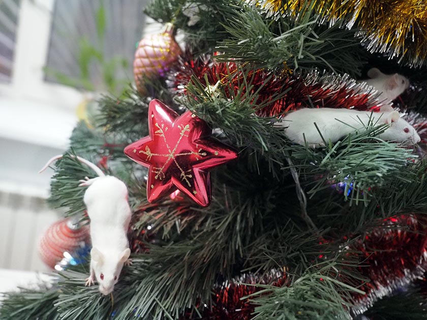 79036163_3269469886459455_3070680181011120128_o.jpg 79036163_3269469886459455_3070680181011120128_o.jpg