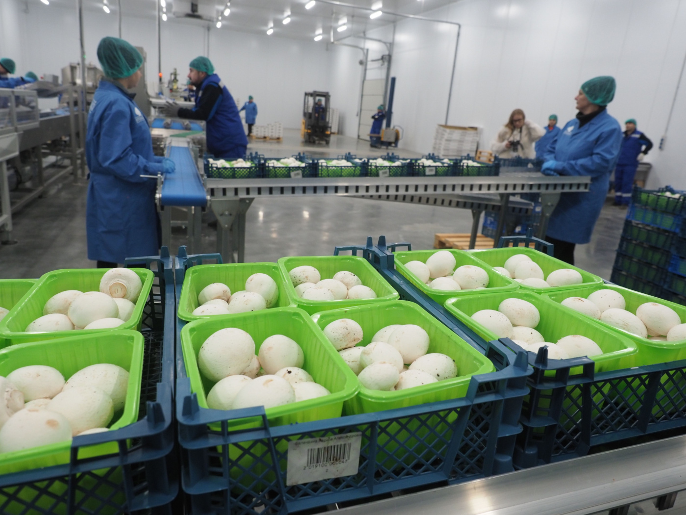 Фасовка шампиньонов на ООО Мастер-Гриб.jpg
