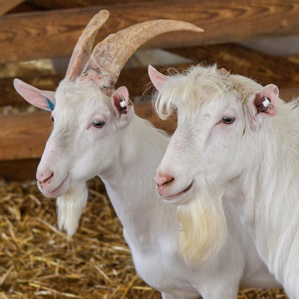 Молочные козы прибыли из Австрии..jpg