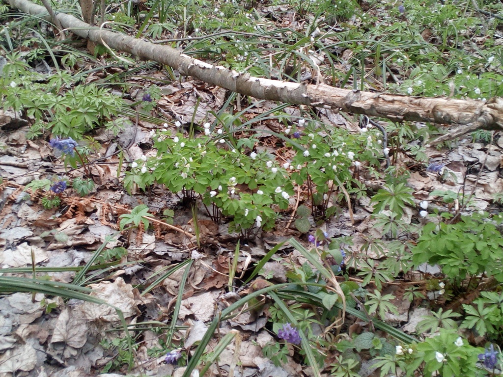 IMG_20200405_134558.jpg IMG_20200405_134558.jpg