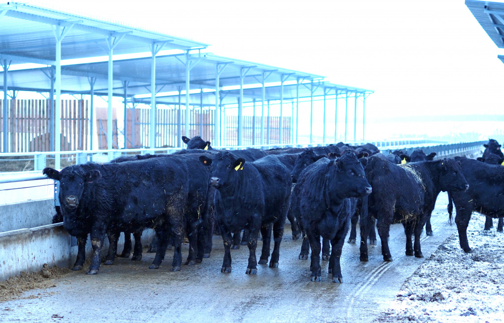 На ферме компании Мираторг в Бабынинском районе.jpg