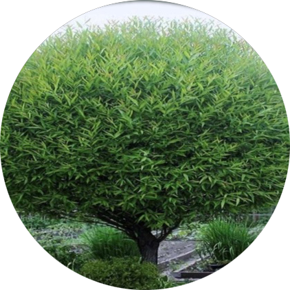 образцы для посадки в Обнинске2.png