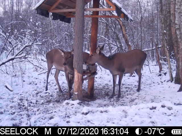 олнеи в цвете.jpg