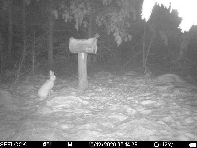 зайка беленький.jpg