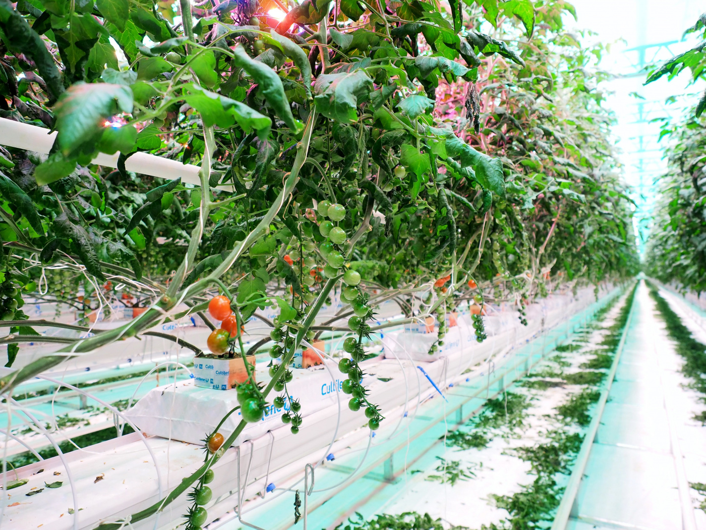 В теплице ООО Агро-Инвест.jpg