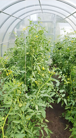 теплица с фторполимерной пленкой.jpg