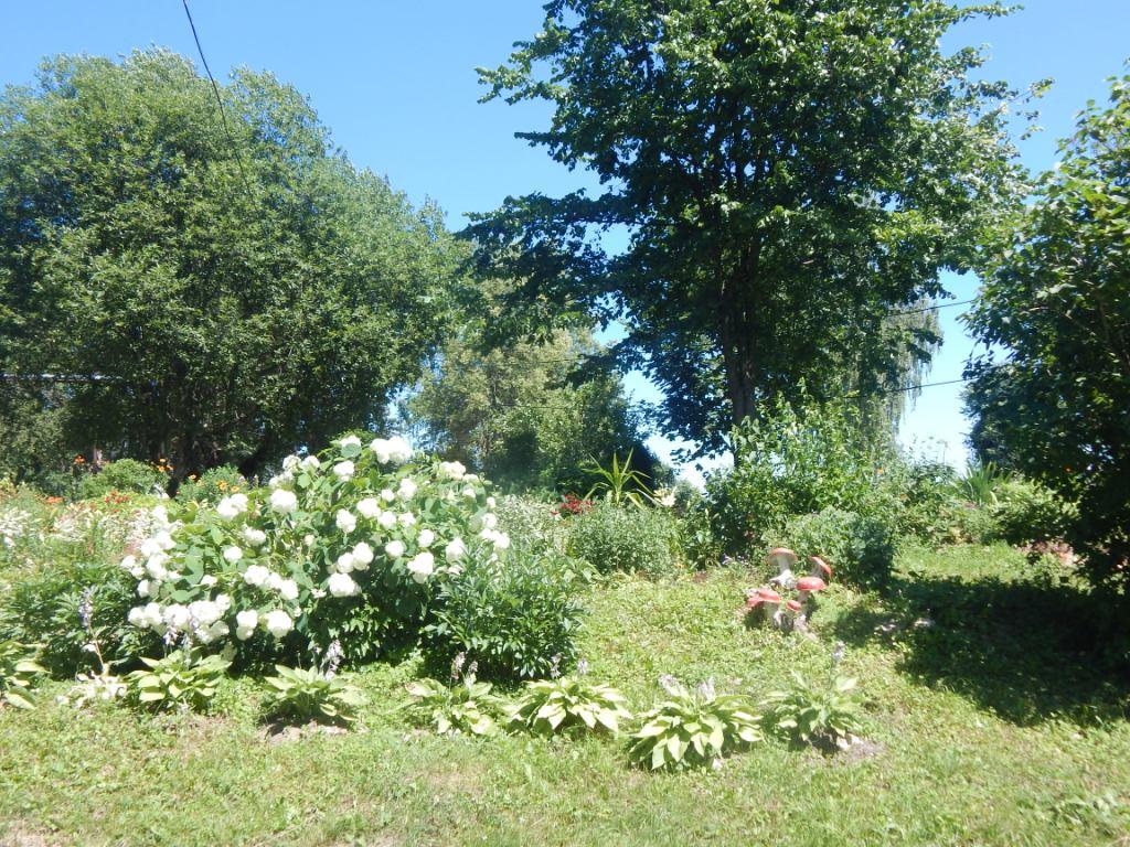 Где раньше сваливали мусор, красуется пышная гортензия.JPG