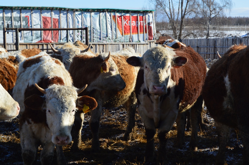 КФХ Алексея Кондрашова DSC_0189.JPG