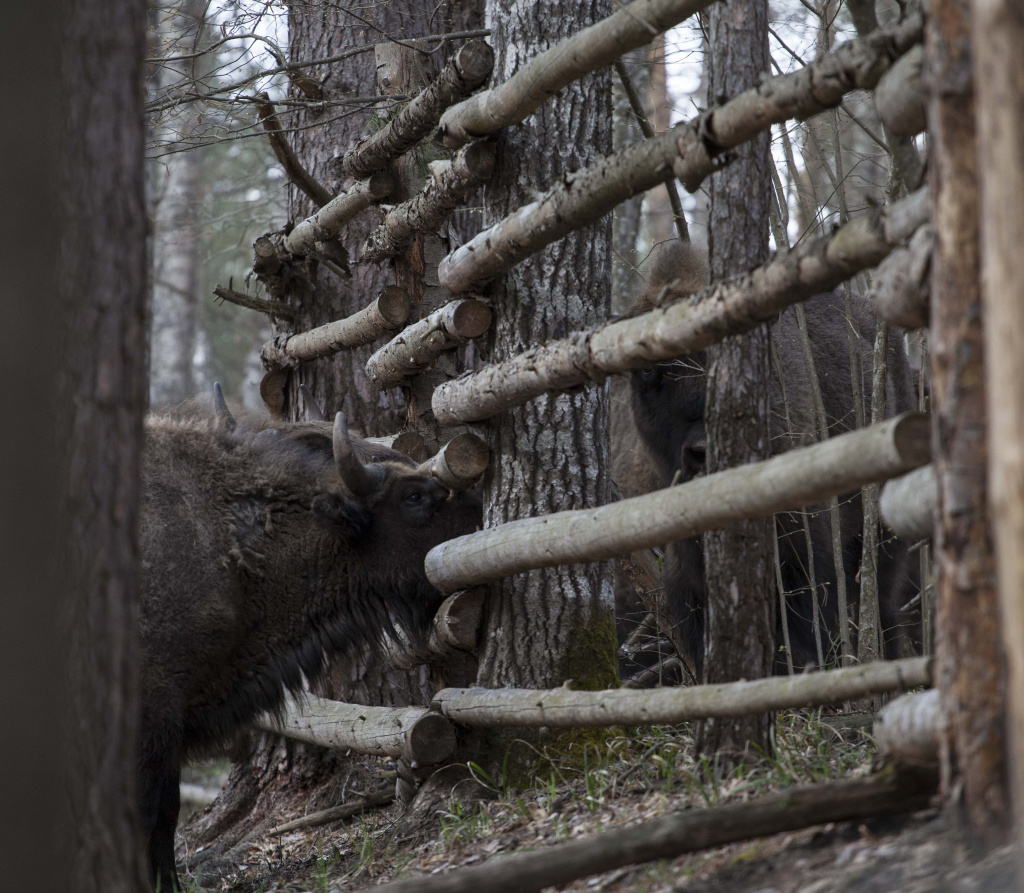 фото Кормильцева _24.jpg