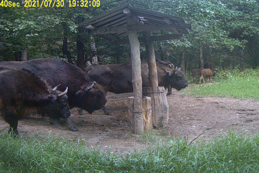 Зубры и зубрята_2.jpg