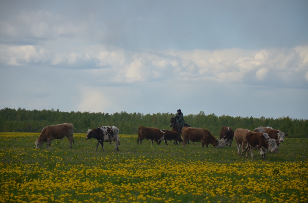 бычки+на+выпасе.JPG