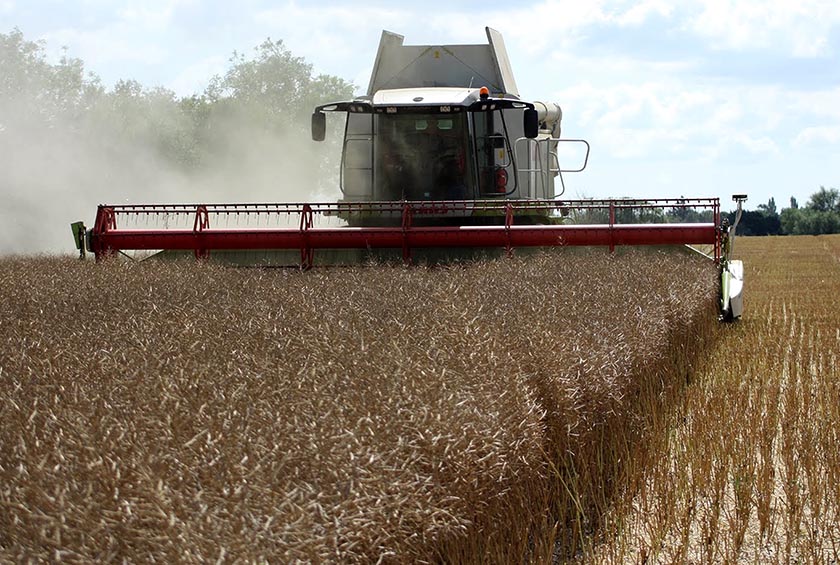 Уборка рапса в ООО Зеленые линии-Калуга.jpg Уборка рапса в ООО Зеленые линии-Калуга.jpg