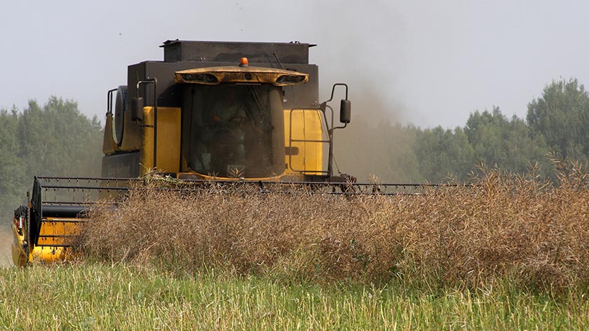 Уборка озимого рапса в ООО Зеленые линии-Калуга.jpg