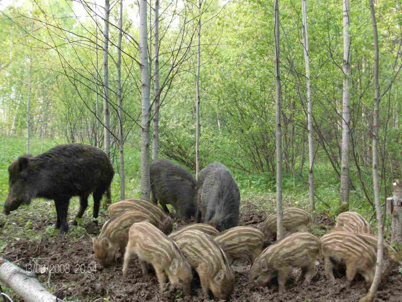 Кабаны.jpg