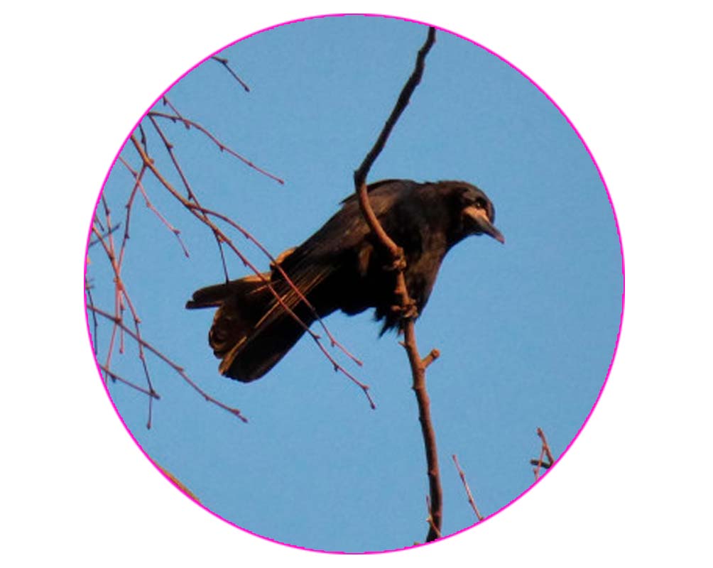 Луговая _Д_п_О.jpg