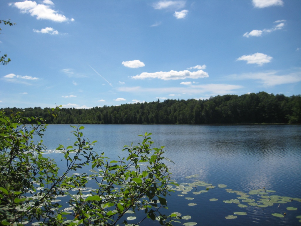 Болото Бездонная Лужа.JPG