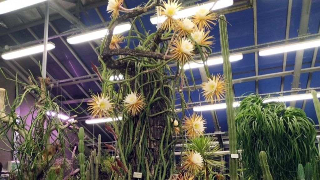 царица ночи_1.jpg