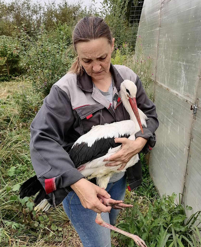 Директор Центра реабилитации диких животных Феникс Вероника Георгиевна ....jpg