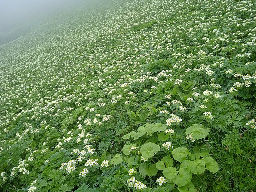 Цветущая тундра на Медном2.jpg Цветущая тундра на Медном2.jpg