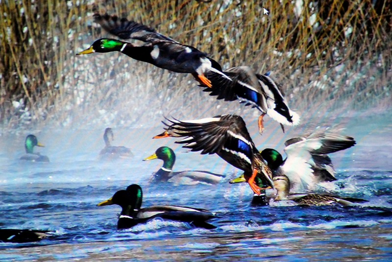 фото_6.jpg фото_6.jpg