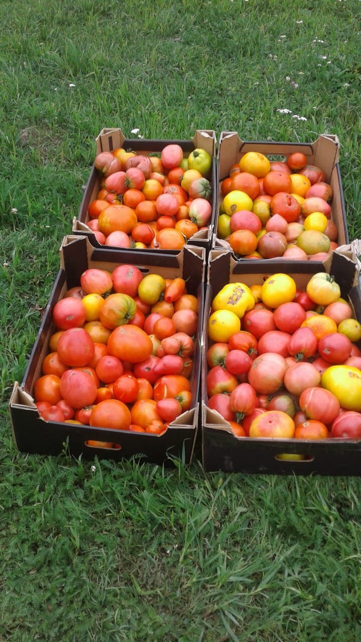 Урожай томатов - на загляденье - и обильный, и красочный. Плоды могут порадовать овощных гурманов оттенками вкуса.jpg