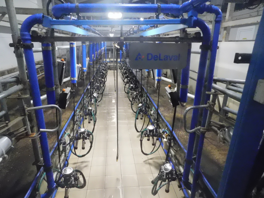 доильный зал вмещает 24 коровы.JPG