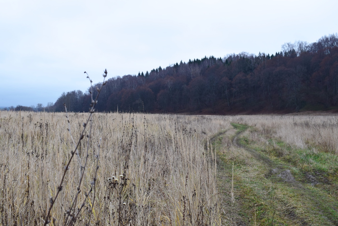 Облуковский луг.JPG