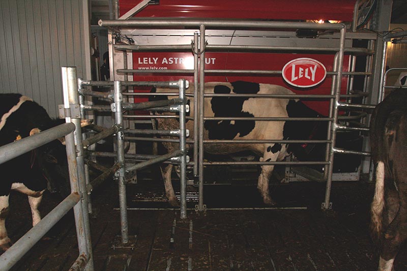 Доение коровы в роботе в КФХ А. Матросова.jpg