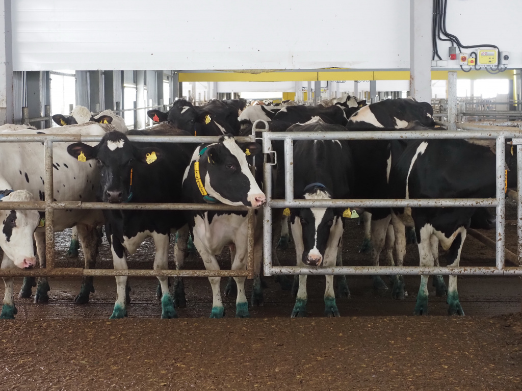 На ферме ООО Русский сыр.jpg