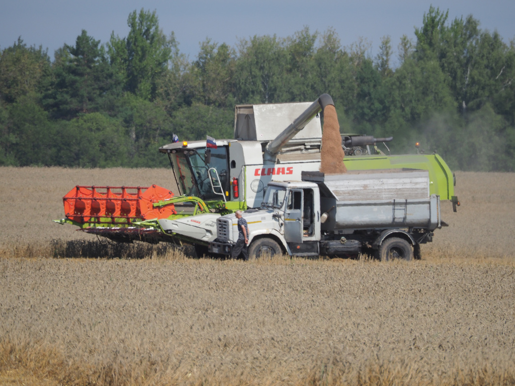Уборка зерновых в ООО Агрофирма Мещовская.JPG
