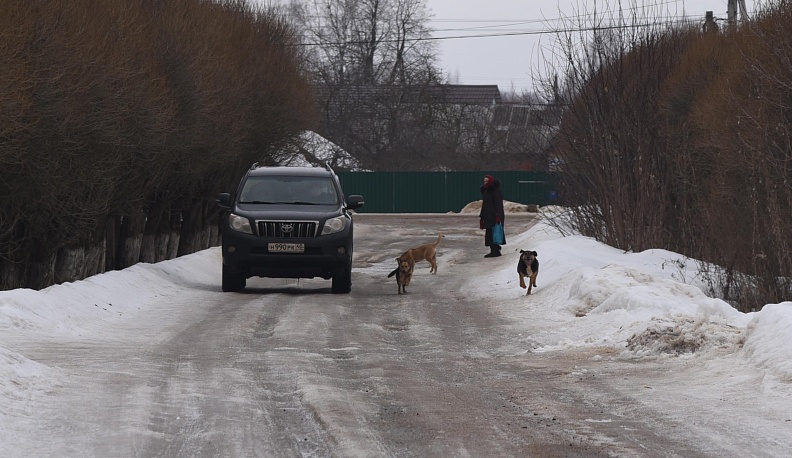 Отловом бродячих собак займутся муниципалитеты